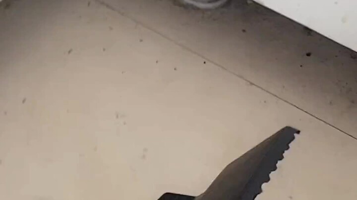 Kumpulan video lucu. Tikus kena jepit.