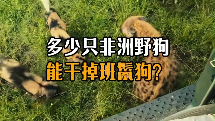 How many African wild dogs would it take to take down a spotted hyena?