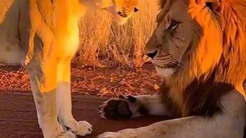 mother lion fight for her cub