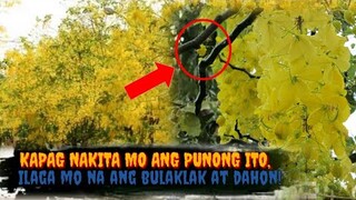 KAPAG NAKITA MO ANG PUNONG ITO, WAG KANG TUMAKBO DAHIL MAY SOLUSYON NA SA MGA SAKIT MO | Tenrou21