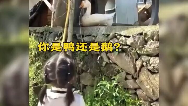 Điểm danh những loài động vật biết “nghe hiểu tiếng người”, nghi ngờ nặng nề rằng chúng chính là con
