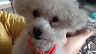 Con chó con chạy qua giường. #Poodle