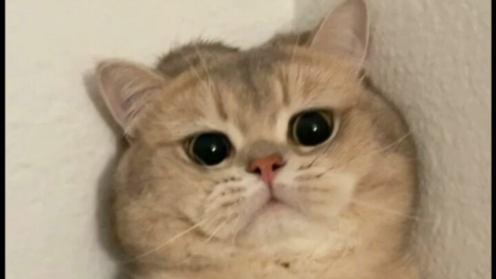 Collection of Angry Faces 🙋