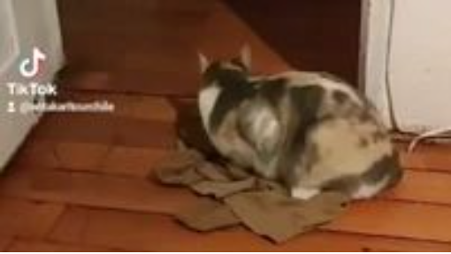 Gatita adora esa polera