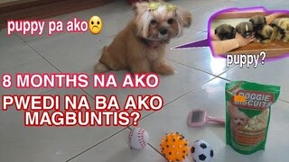 UNANG REGLA NG ASO KO | ANONG EDAD NG ASO PWEDI NANG IPASTUD