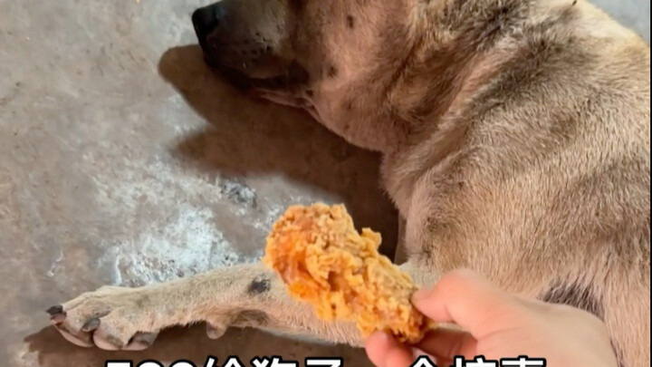 Kejutan 520 untuk si anjing