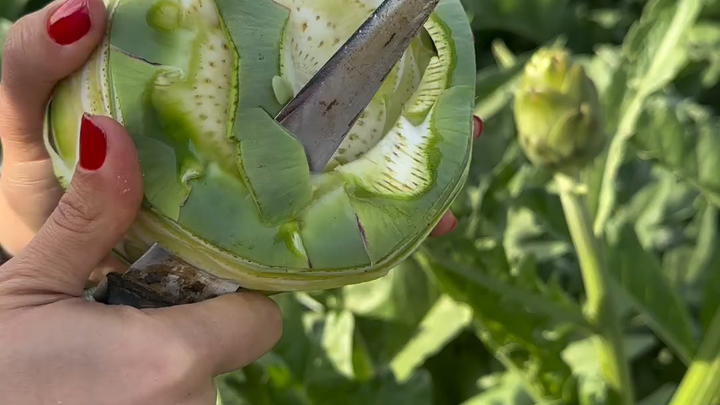 من هذا العنيد الذي اكتشف أن هذا الشيء صالح للأكل؟