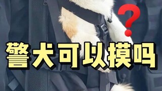 不是所有警犬都能摸！