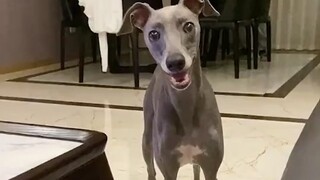 Anjing gembira melengking saat dipanggil nama oleh pemiliknya, dan reaksinya sungguh menggemaskan se