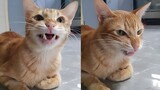 Cat gives me an angry meows and showing his white teeth after dental prophylaxis & extraction