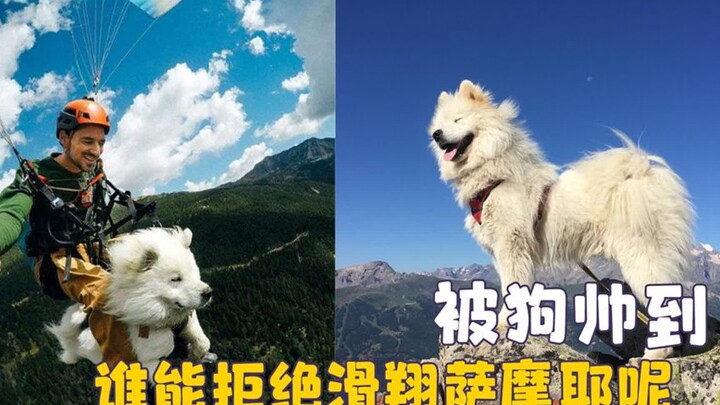 Turns out, after training, the dog looks even cooler than a human— a pro gliding pup that totally ge