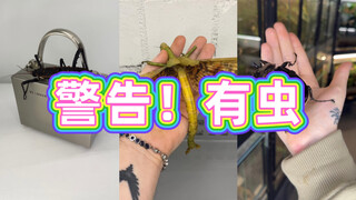 各种虫子的幼体vs成体⚠️第二弹！