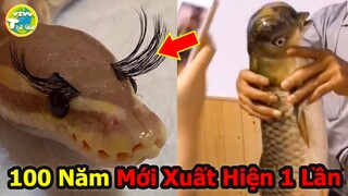 10 Loài Động Vật Đột Biến Cực Dị Và Hiếm Có Nhất Thế Giới Sẽ Khiến Bạn Không Tin Chúng Tồn Tại