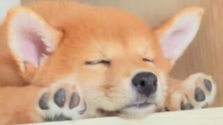 "Animal Healing Behavior Awards➋➐"