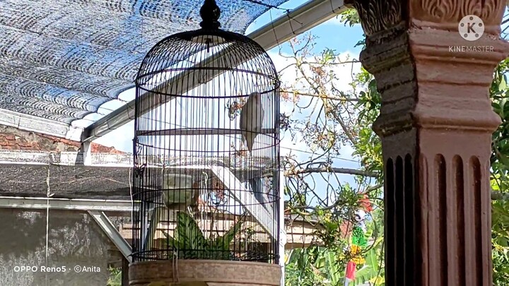 SUARA BURUNG LOVE BIRD DI PAGI HARI
