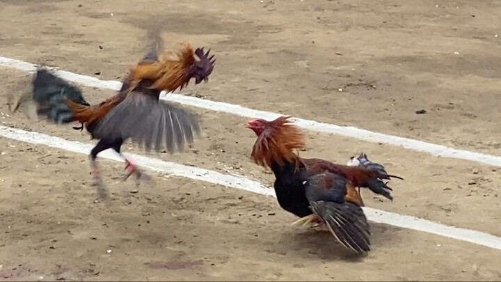 MAYAHIN VS ABUHIN, 220K PARADA LUCENA VS LUCBAN 2HITS ULUTAN LCA 1ST FIGHT