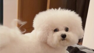 استأجرت كلب حراسة، فلينظر من يجرؤ بعد الآن على إيقاظي!