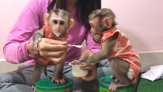 Which one is the best eaters, Mino or Coconut monkey