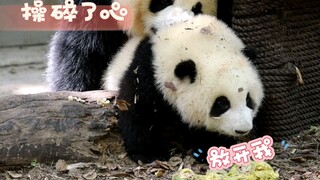 大熊猫和花：陈园润，不要老含我脖子。润润：小花花，不要去闻青团！