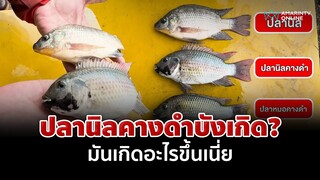 ขยี้ตาแหก! นี่มันเกิดอะไรขึ้น ปลานิลคางดำ สายพันธุ์ใหม่? | อมรินทร์อัปเดต