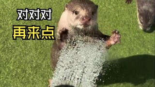 那些有爱的动物视频！