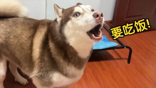 ماذا سيكون رد فعل الهاسكي عندما يحين وقت الطعام ولم يقدم له صاحبه الطعام؟