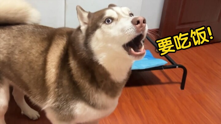 What would a husky do if its owner didn't give it food at mealtime?