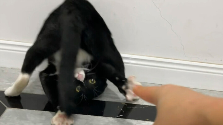 Melihat orang dari sudut pandang kucing
