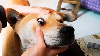 Sang algojo menantang mi cabai hantu pedas 100W, dan anak anjing itu hampir mati setelah menjilatiny