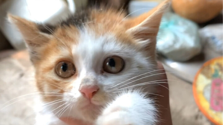 Tiền truyện của Tiểu 300: Nguồn gốc của Tiểu 300