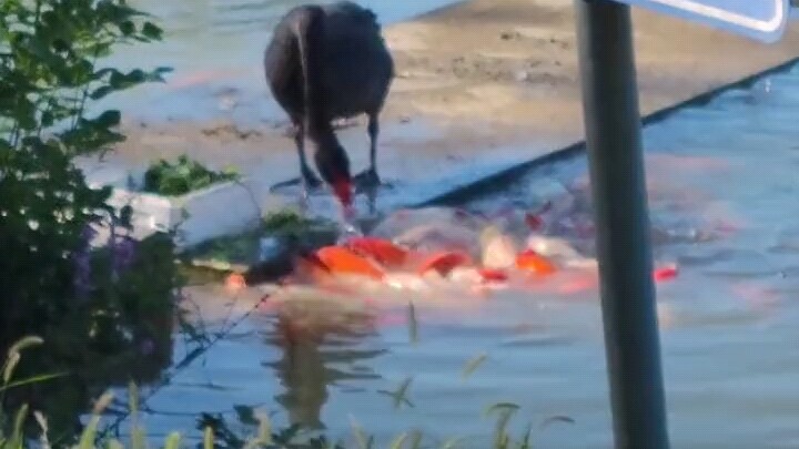 [These days, even geese can build their own nests...]