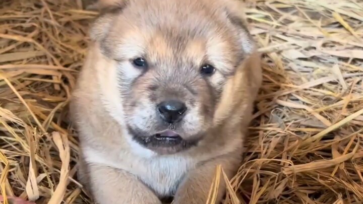 Take the battery out of the little dog already!