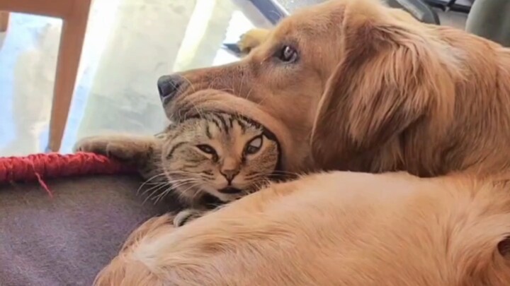 There’s a reason cats dislike dogs!