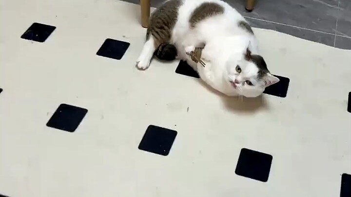 Hurry and rescue the little kitten that’s been tied up!