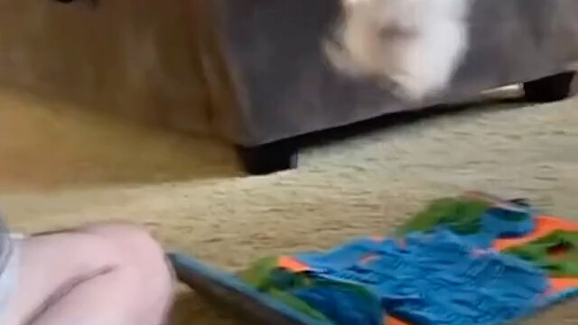 جرو الحليب الصغير دودو