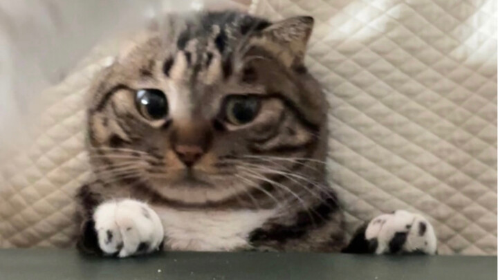 Mukbang của Chou Juanbao (phiên bản thất bại)