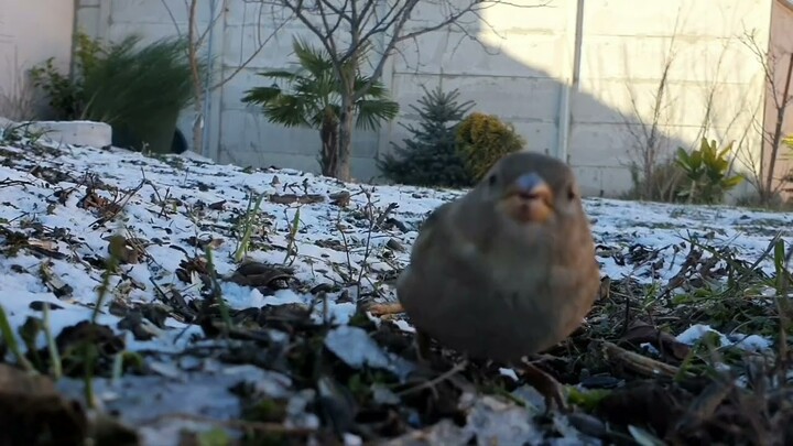 Bird video