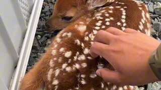 A new mother deer actually abandoned her baby in the parking lot...