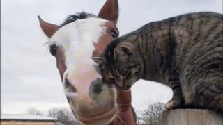 Hakima dan Hakimi juga bisa bermain bersama dengan bahagia.