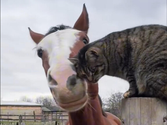 ฮาคิมาและฮาคิมีก็สามารถเล่นด้วยกันอย่างมีความสุขได้เช่นกัน