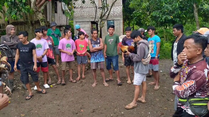 laban 7 months mautak ang manok