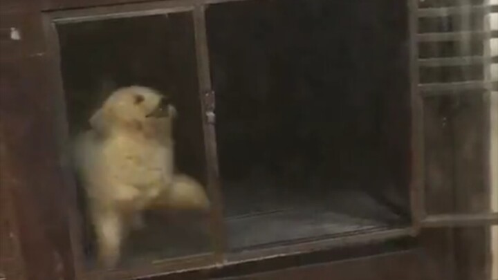 不得了了，舞狮的投错胎啦