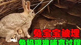 The mother rabbit was breastfeeding one second, and buried the baby rabbit the next. Raising wild ra