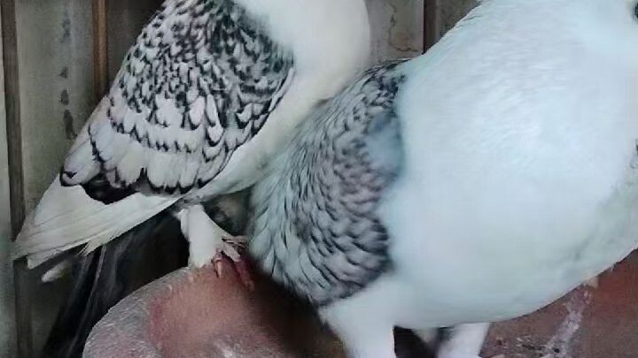 Bird 🐦🕊️