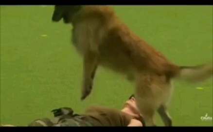 Animals of the Fighting Nation