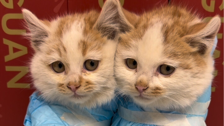 البرتقالة الصغيرة التي تقضم آذان الآخرين