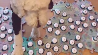 感觉它是真的懂