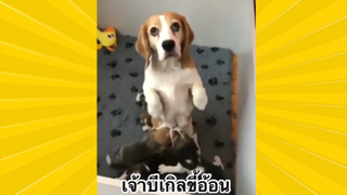 สัตว์เลี้ยงเพื่อนขนปุย : เจ้าบีเกิลขี้อ้อน