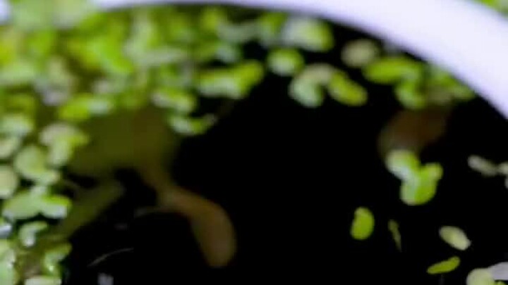 Kebun Rahasiaku & Rumah Nelayan dengan Air Mengalir dan Lumut Air #Akuarium #Gerbang Kura-Kura Mewah