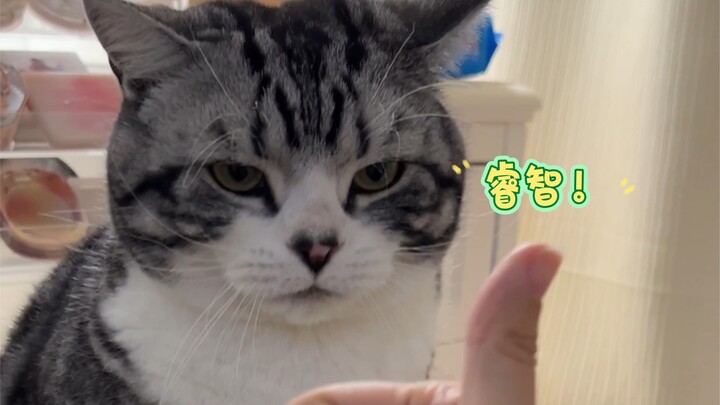 Neko, kamu secerdas ini, mau ikut ujian masuk universitas, ya?